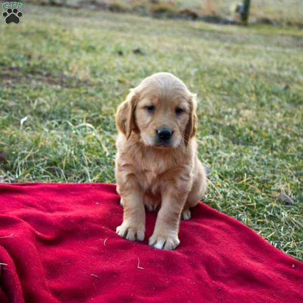 Fauna, Golden Retriever Puppy